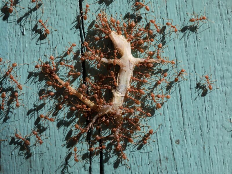 tiny-greedy-swarming-ants