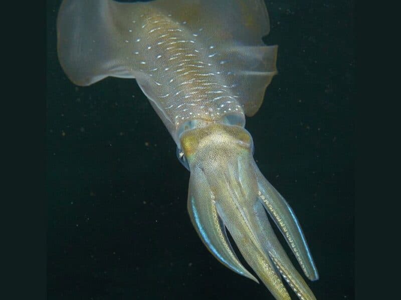 ocean-acidification-could-be-shrinking-squid-brains