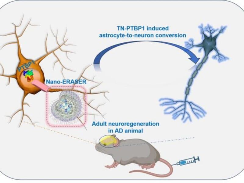 nanoparticle-shots-helped-alzheimers-mice-think-more-clearly