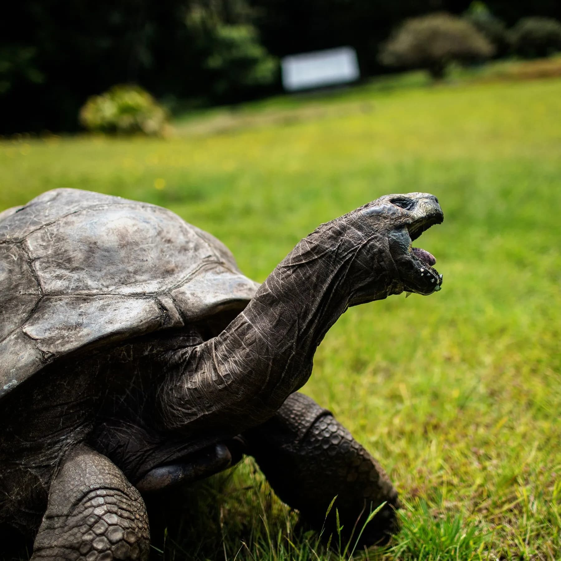 jonathan-the-giant-tortoise-is-194-years-old-he-just-had-his-genome-sequenced